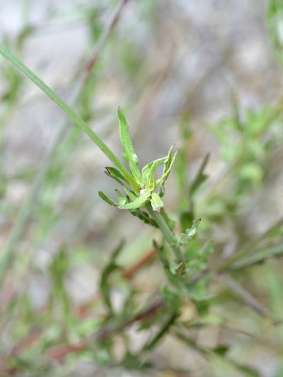 Oenothera calcicola, photographed by Michelle W. （鍾偉瑋）