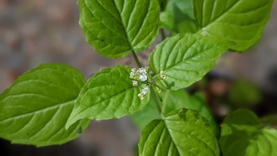 Circaea alpina
