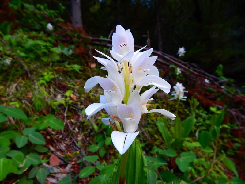 Govenia liliacea, photographed by Norma Piedra