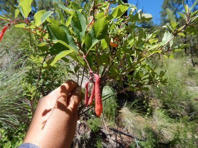 Lonicera pilosa, photographed by Norma Piedra