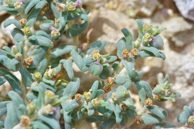 Euphorbia lata