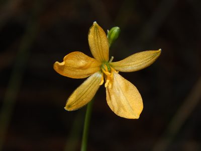 Echeandia flavescens, photographed by Norma Piedra