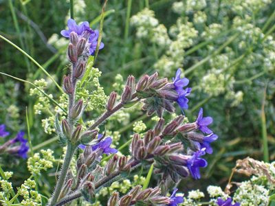 Anchusa officinalis, photographed by Donald Davesne