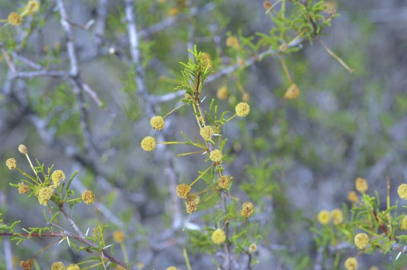 Vachellia vernicosa, photographed by Michelle W. （鍾偉瑋）