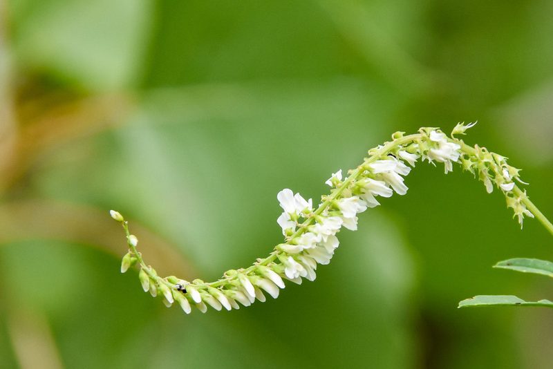 Melilotus albus, photographed by Jay Pruett
