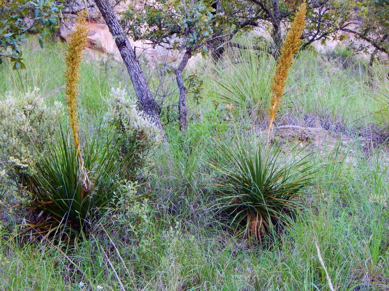 Nolina durangensis, photographed by Norma Piedra