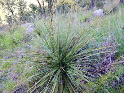 Nolina durangensis, photographed by Norma Piedra
