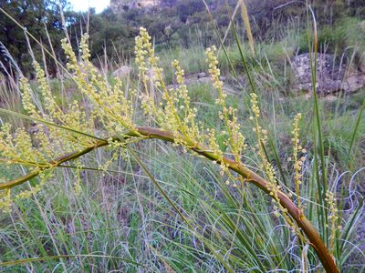 Nolina durangensis, photographed by Norma Piedra