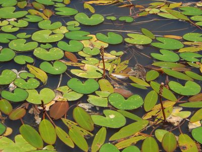 Nymphoides fallax, photographed by Norma Piedra