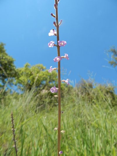 Priva mexicana, photographed by Norma Piedra