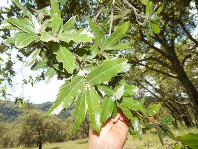 Quercus eduardi, photographed by Norma Piedra