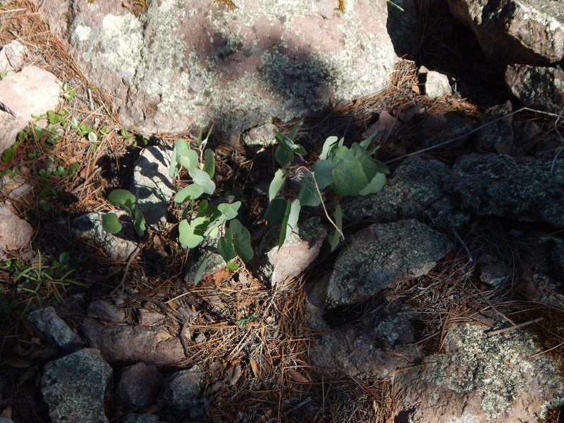 Senecio sessilifolius, photographed by Norma Piedra