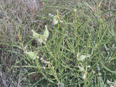 Asclepias asperula, photographed by Michelle W. （鍾偉瑋）