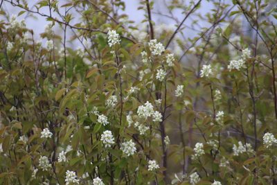 Amelanchier alnifolia, photographed by Sean Frey