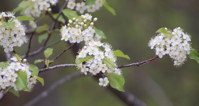 Prunus pensylvanica
