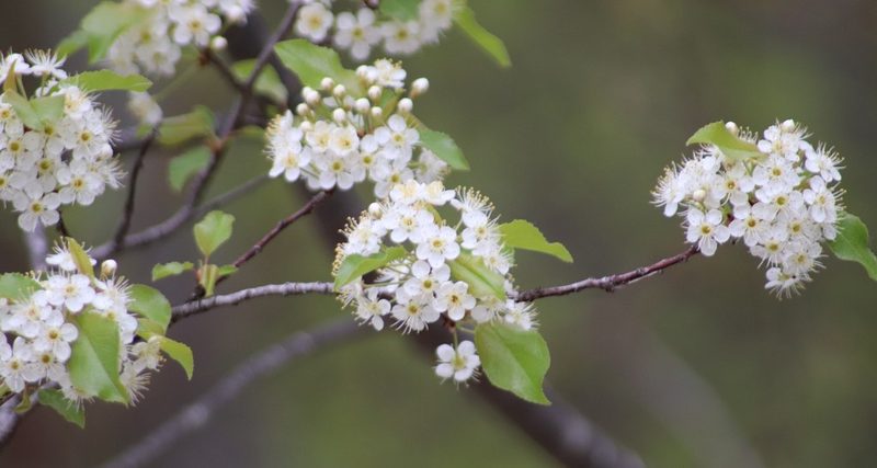 Prunus pensylvanica, photographed by Sean Frey