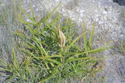 Asclepias asperula, photographed by Michelle W. （鍾偉瑋）