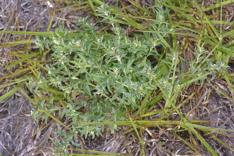 Euphorbia acuta, photographed by Michelle W. （鍾偉瑋）