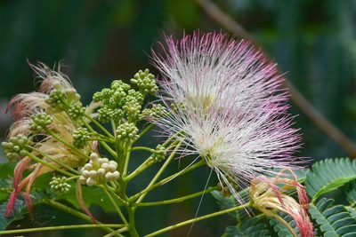 Albizia julibrissin, photographed by Jay Pruett