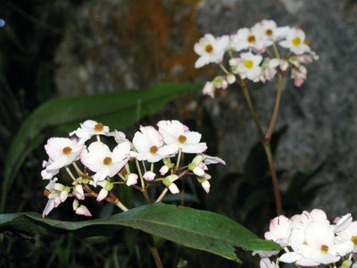 Begonia acerifolia, photographed by Peter Burka
