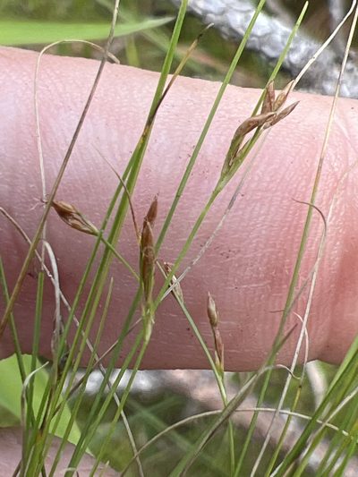 Rhynchospora thornei, photographed by Alan Weakley