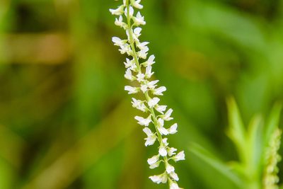 Melilotus albus, photographed by Jay Pruett