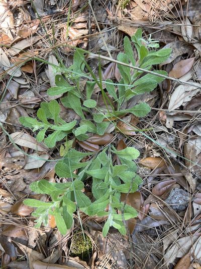 Chrysopsis gossypina, photographed by Alan Weakley