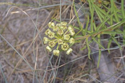 Asclepias asperula