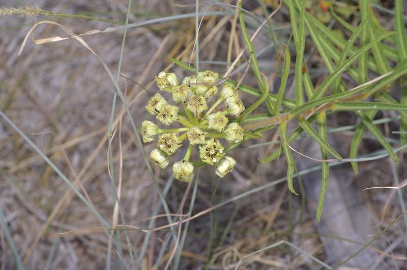 Asclepias asperula, photographed by Michelle W. （鍾偉瑋）