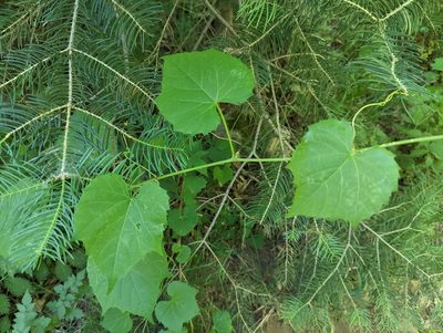 Vitis arizonica, photographed by Rachel Stringham