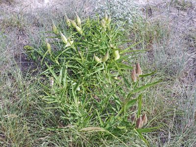 Asclepias asperula, photographed by Michelle W. （鍾偉瑋）