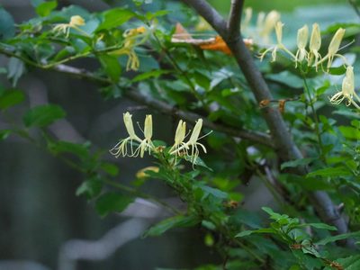 Lonicera japonica, photographed by Clay Gibbons