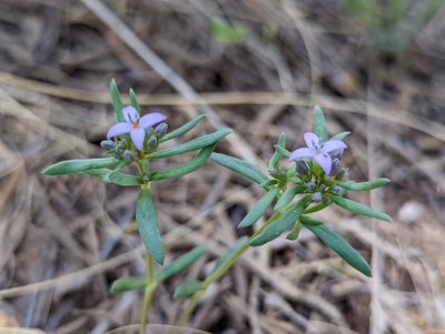 Houstonia wrightii, photographed by Rachel Stringham
