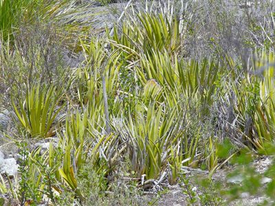 Agave lechuguilla, photographed by Michelle W. （鍾偉瑋）