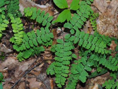Adiantum pedatum, photographed by Clay Gibbons