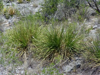 Dasylirion texanum, photographed by Michelle W. （鍾偉瑋）