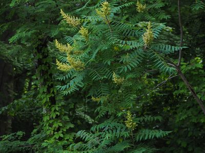 Rhus typhina, photographed by Clay Gibbons