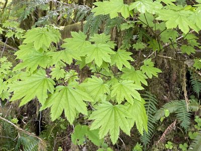 Acer circinatum, photographed by Roger Rittmaster