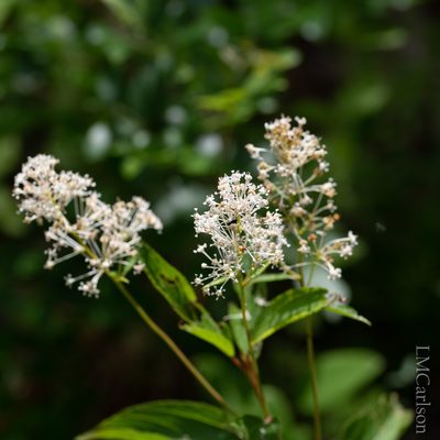 Ceanothus americanus, photographed by NC Moth Project