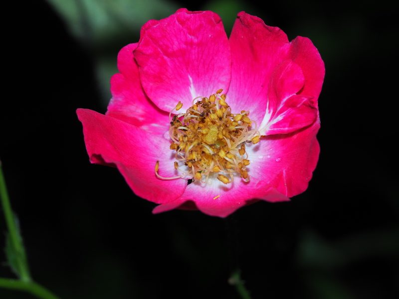 Rosa luciae, photographed by Clay Gibbons