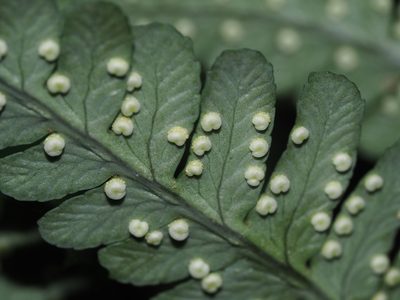 Dryopteris marginalis, photographed by Clay Gibbons