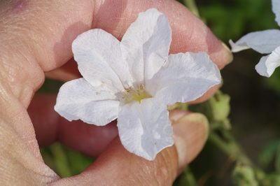 Ruellia metziae, photographed by Michelle W. （鍾偉瑋）