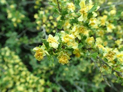 Purshia tridentata