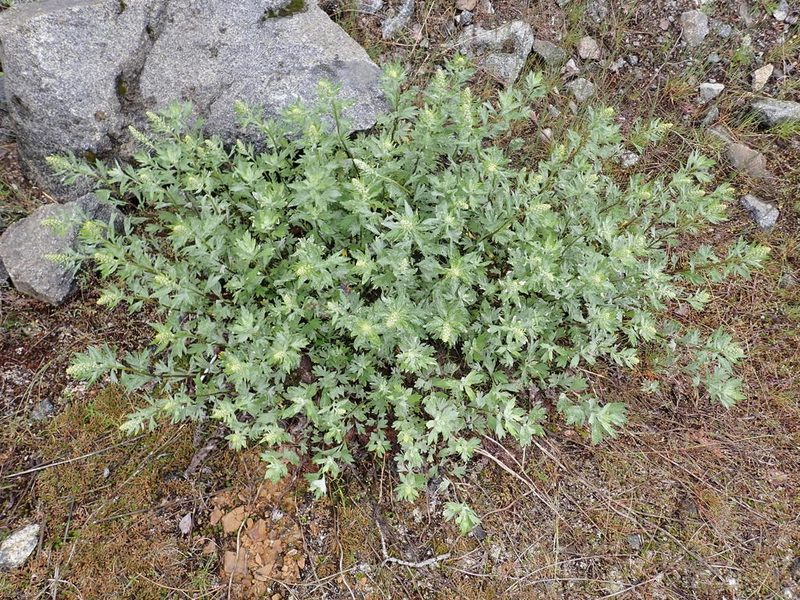 Artemisia michauxiana, photographed by James H. Thomas
