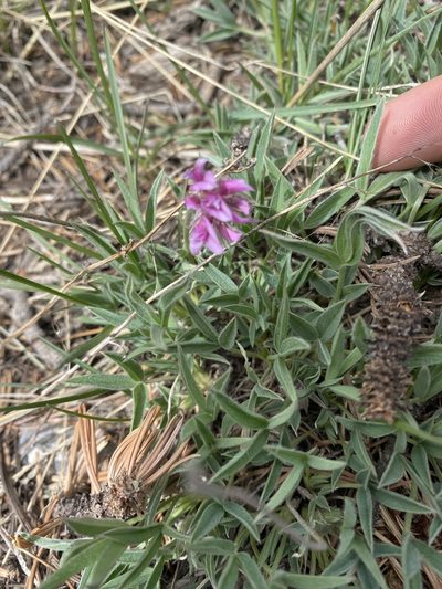 Trifolium attenuatum, photographed by Brand R