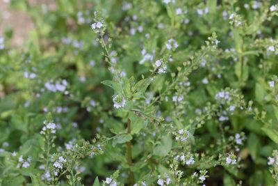 Veronica anagallis-aquatica, photographed by Kathy Richardson