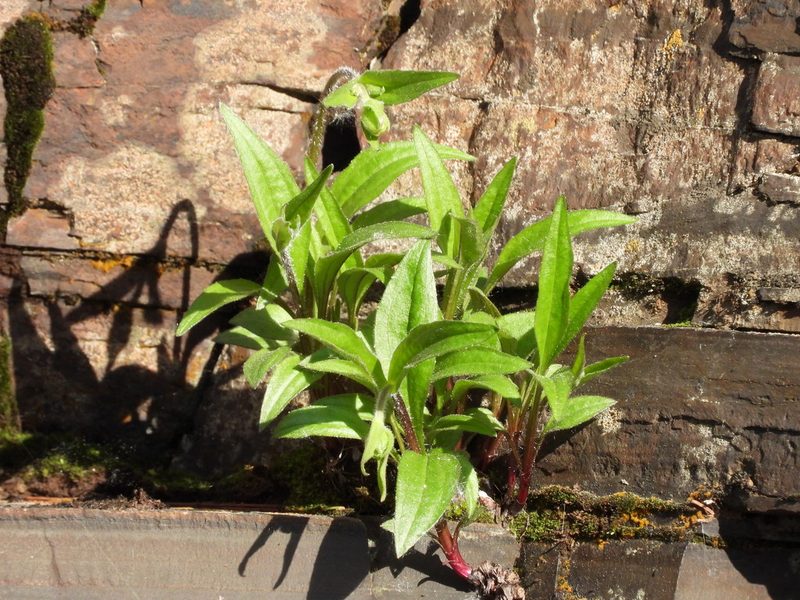 Arnica lonchophylla, photographed by Allan Harris