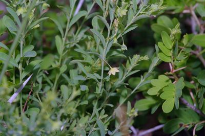 Phyllanthus polygonoides
