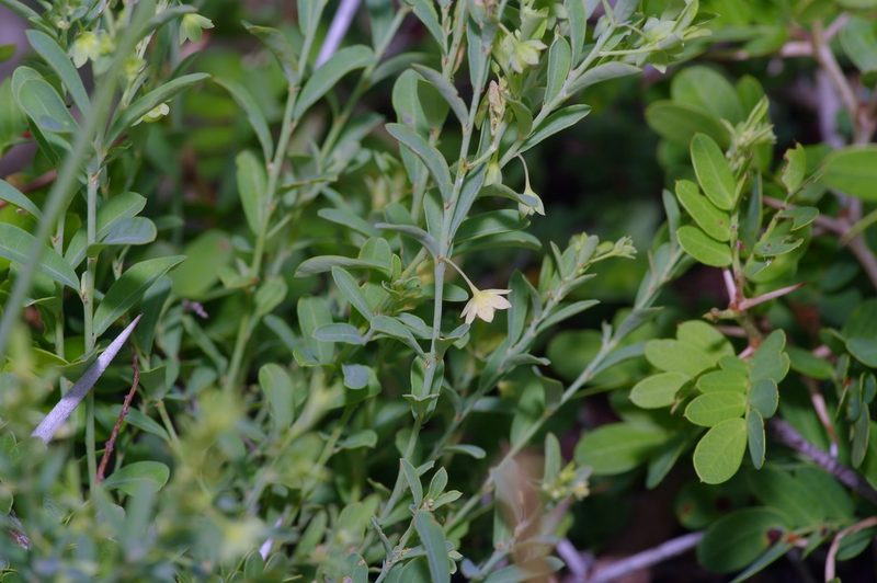 Phyllanthus polygonoides, photographed by Michelle W. （鍾偉瑋）