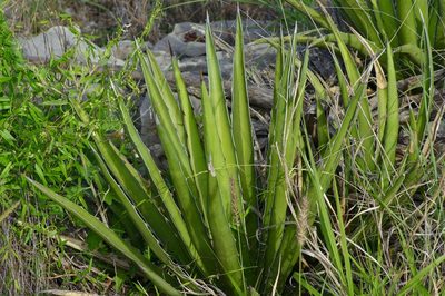 Agave lechuguilla